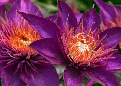 Nature & Flowers