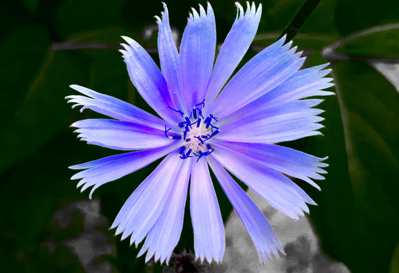 Nature & Flowers 008