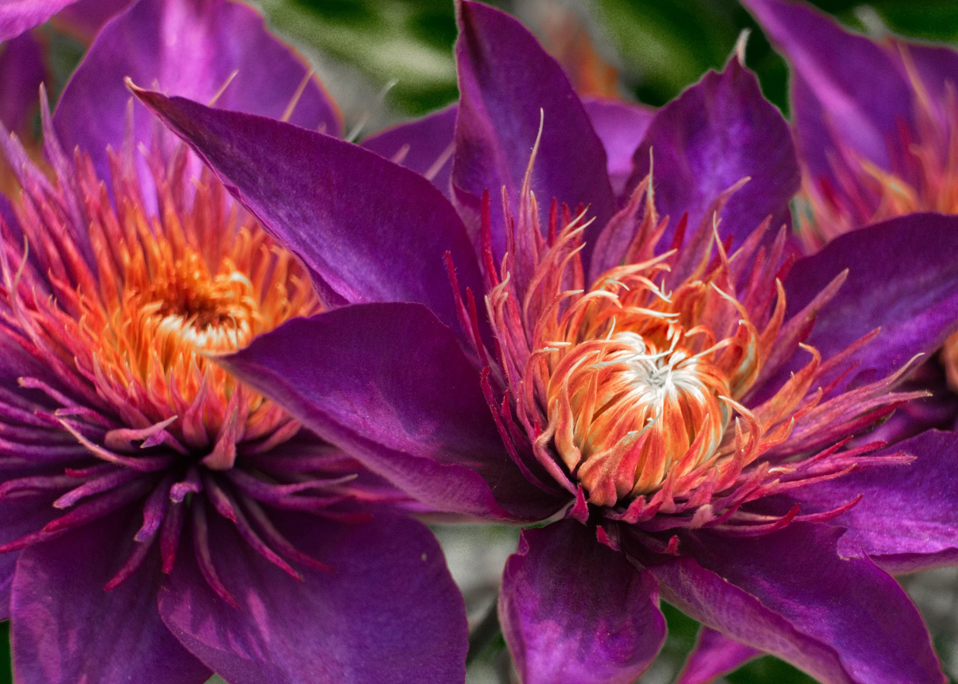 Nature & Flowers