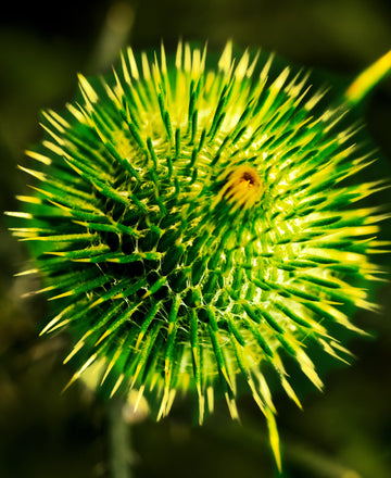 Nature & Flowers 5309