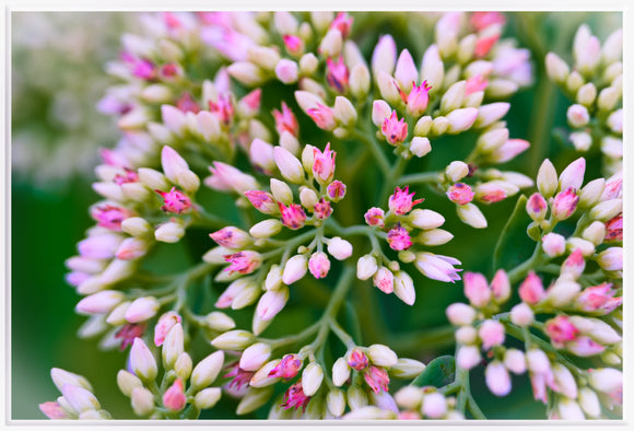 Nature & Flowers 5790-C-B