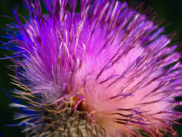 Nature & Flowers 5833