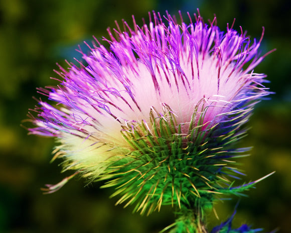 Nature & Flowers 5837