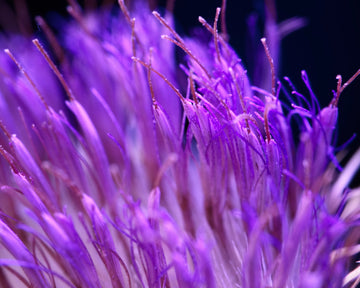 Nature & Flowers 5843