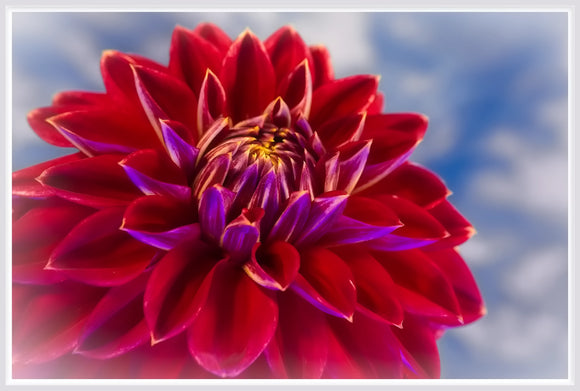 Nature & Flowers 6230-B