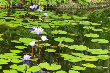 Lily Pond