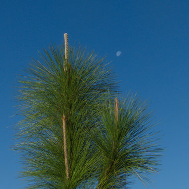 Longleaf pine in moonlight