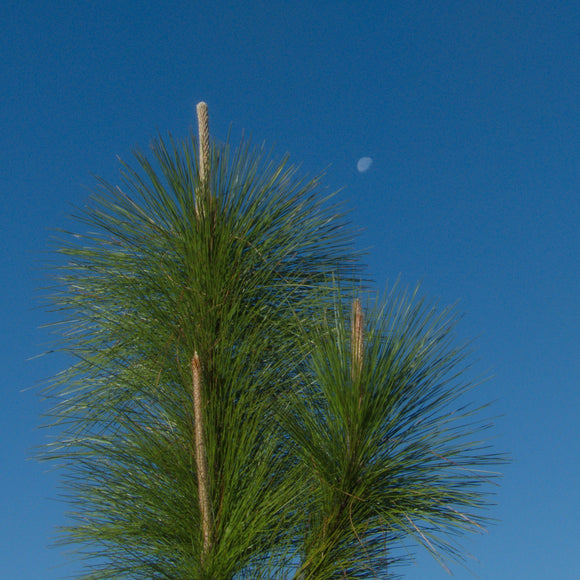 Longleaf pine in moonlight