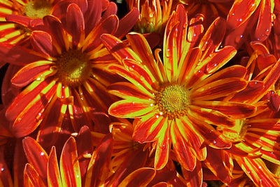 Nature & Flowers 001