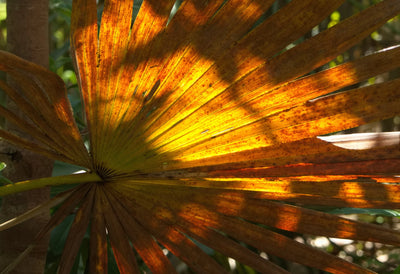 Nature & Flowers 003