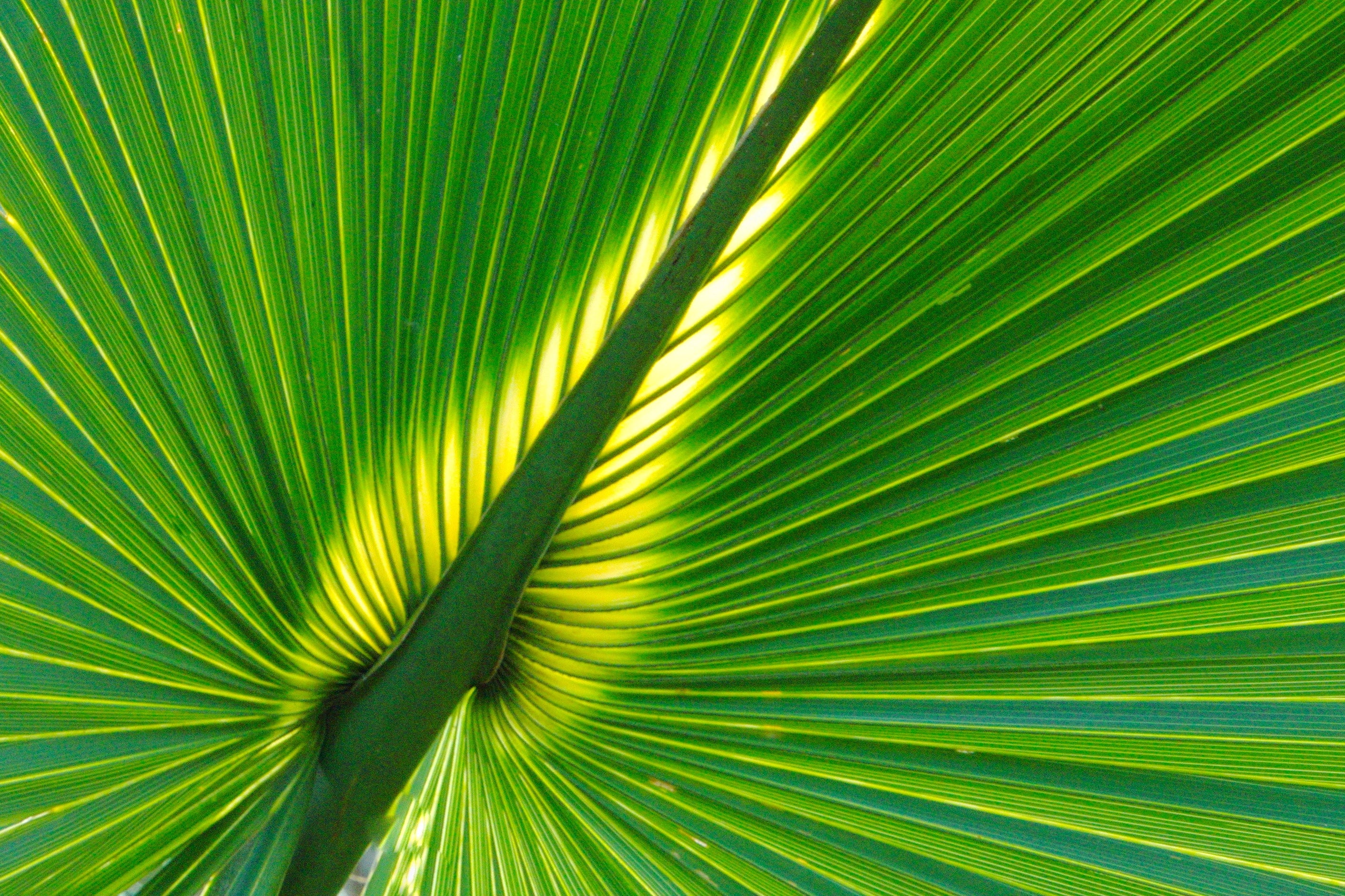 Nature & Flowers-004