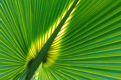 Nature & Flowers 004