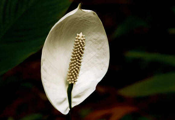 Nature & Flowers 005