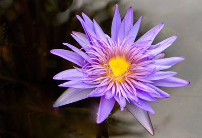 Nature & Flowers 006