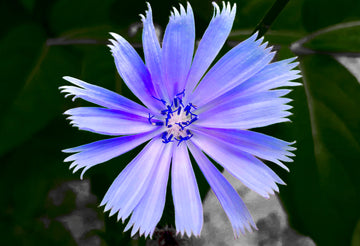 Nature & Flowers 008