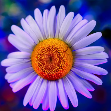 Mister Daisy