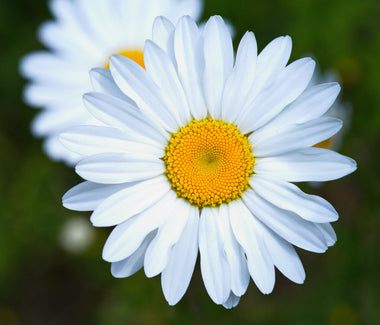 Miss Daisy