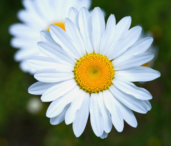 Nature & Flowers 018